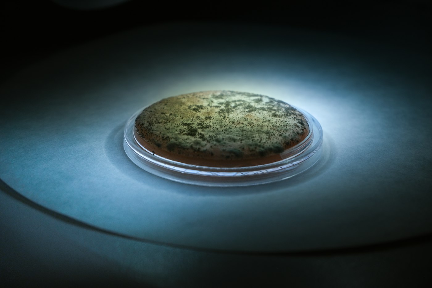 Placa de Petri con cultivo de moho